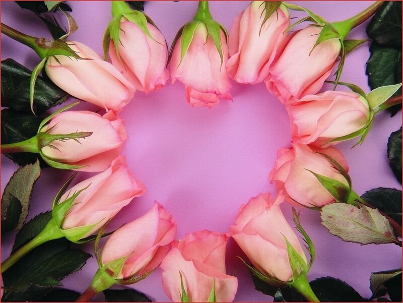 Pink roses in a heart shape
