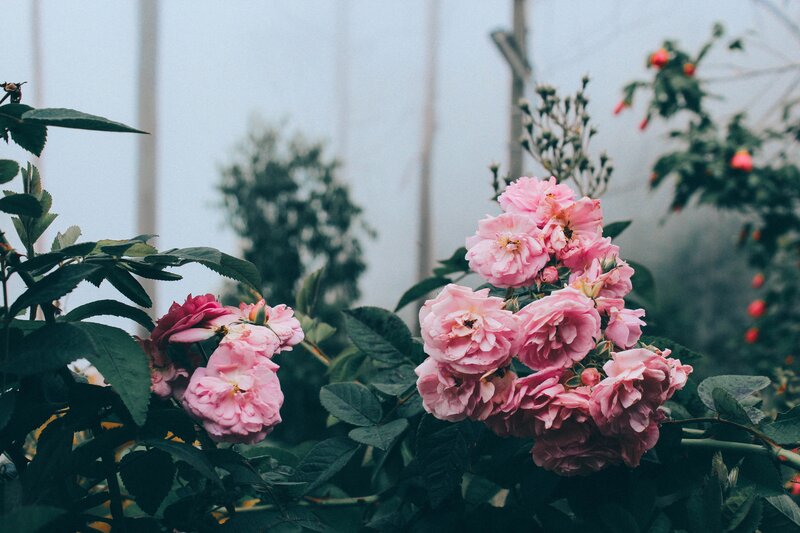 Pink roses in a misty garden