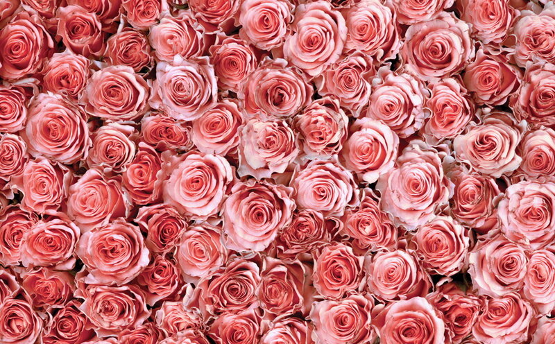 Pink Roses in a Pattern