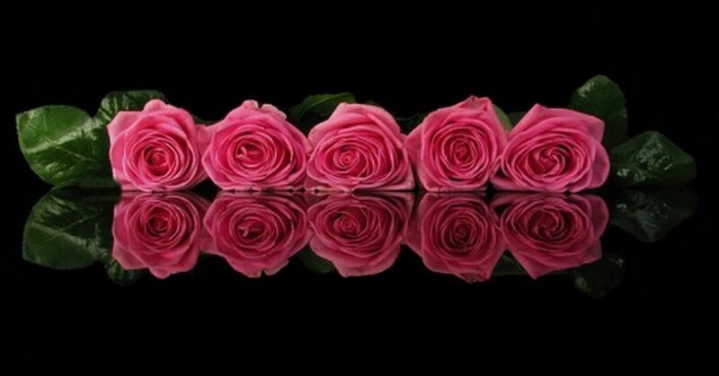 Pink roses in a row