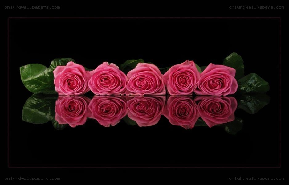 Pink roses in a row