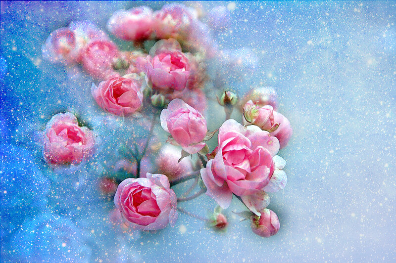 Pink roses in a starry sky
