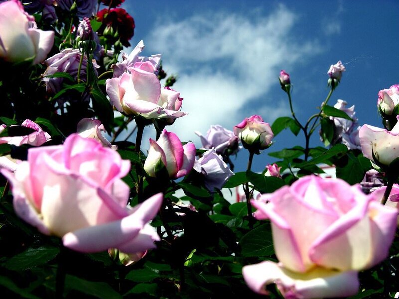 Pink roses in a sunny garden