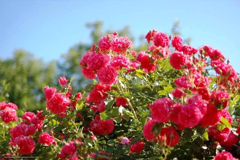 Pink roses in a sunny garden
