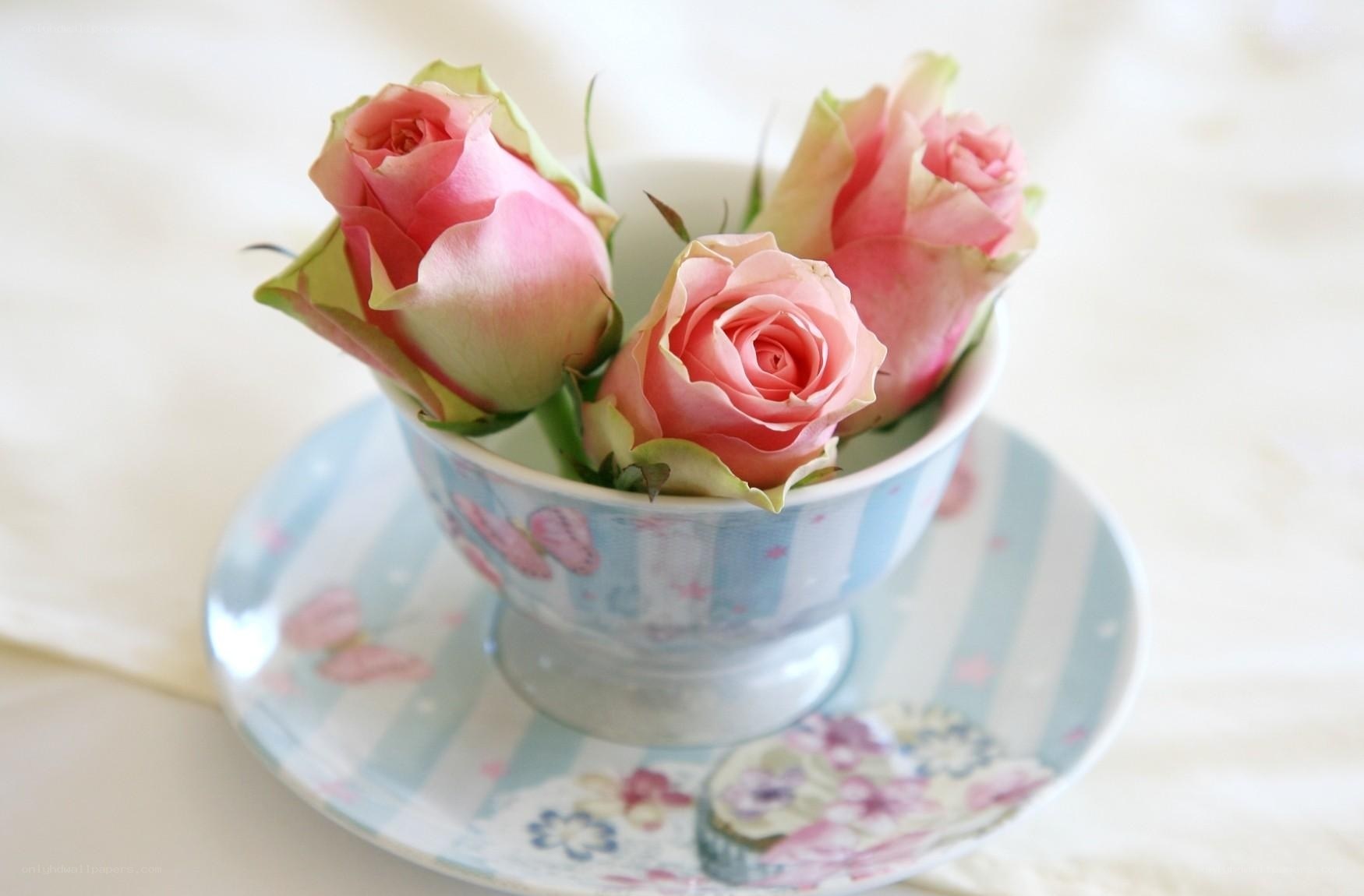 Pink roses in a teacup