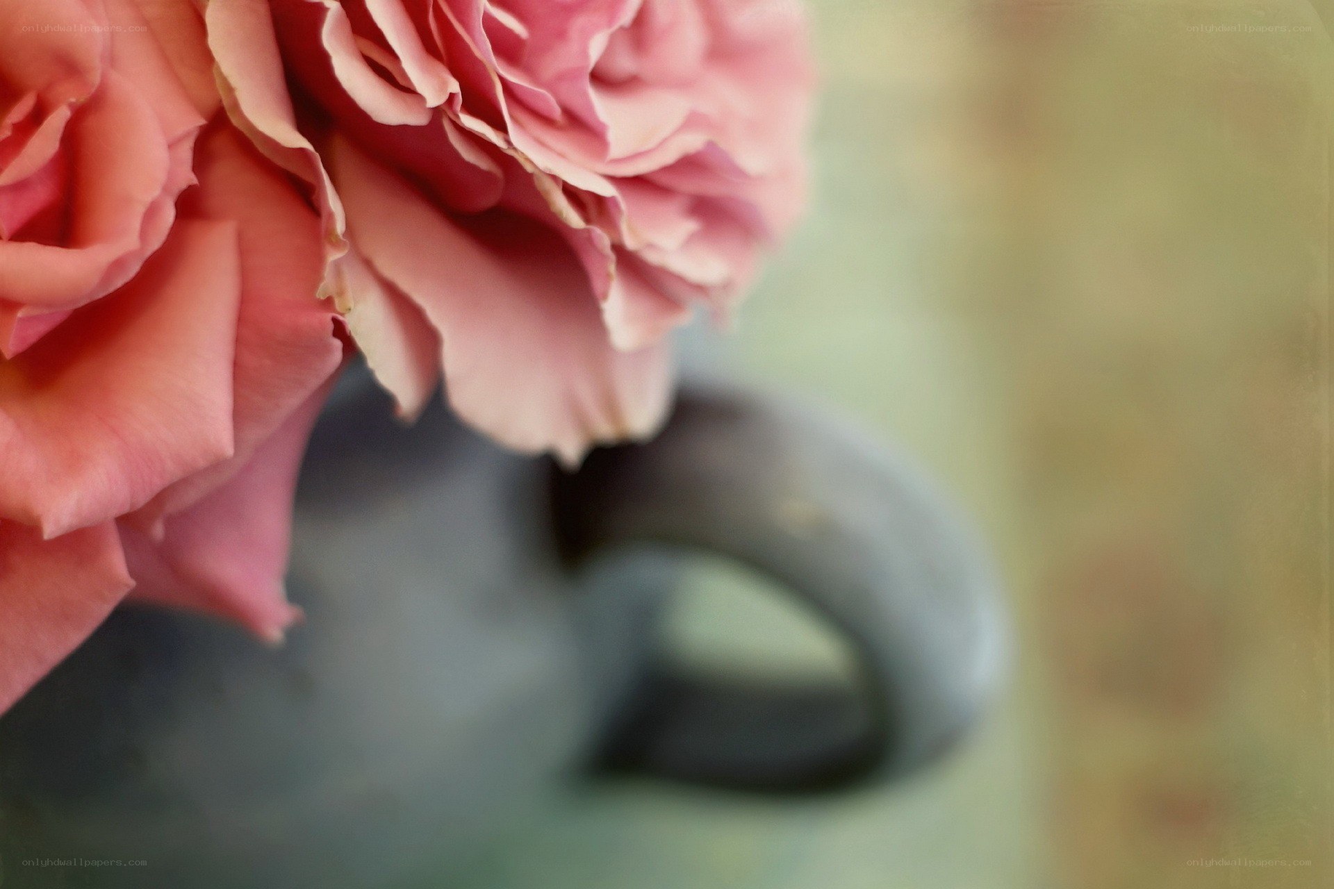 Pink roses in a vase