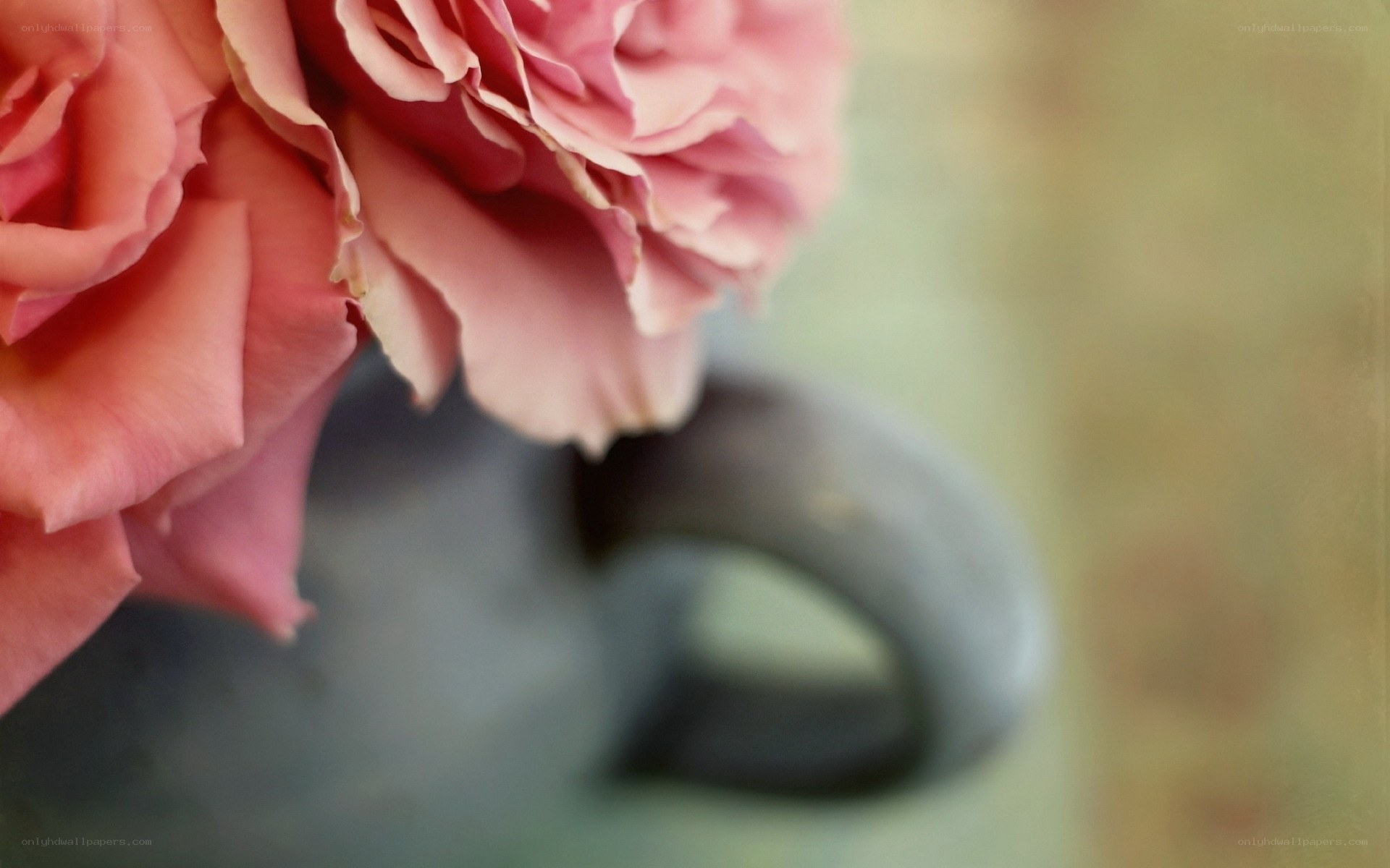 Pink roses in a vase