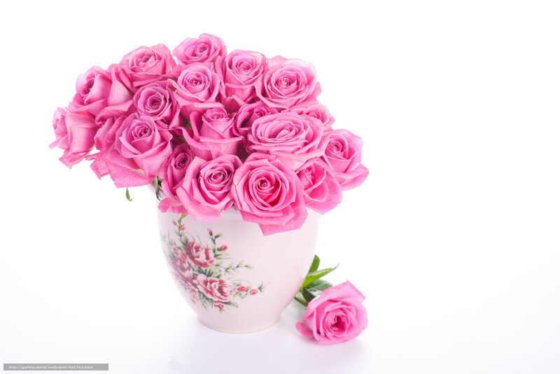 Pink roses in a vase
