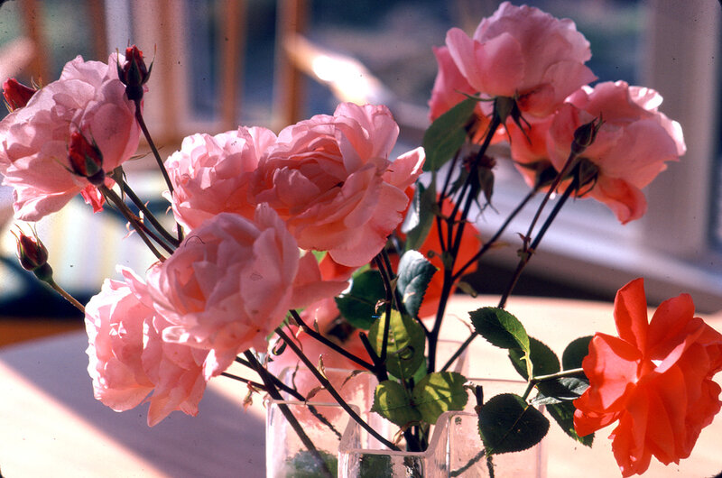 Pink Roses in a Vase — Calm, Afternoon, Photograph