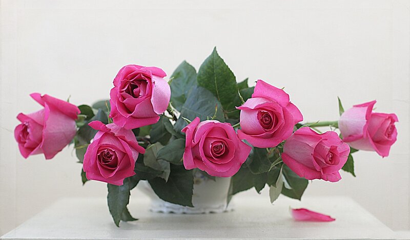 Pink Roses in a Vase — Calm, Photograph, Leaves
