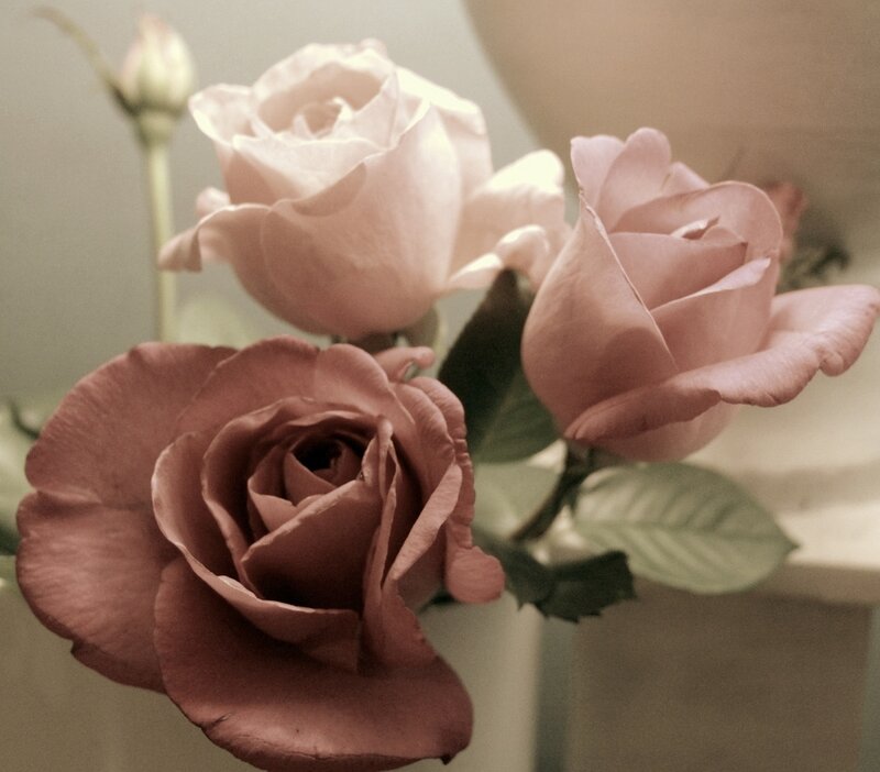 Pink Roses in a Vase — Calm, Photograph