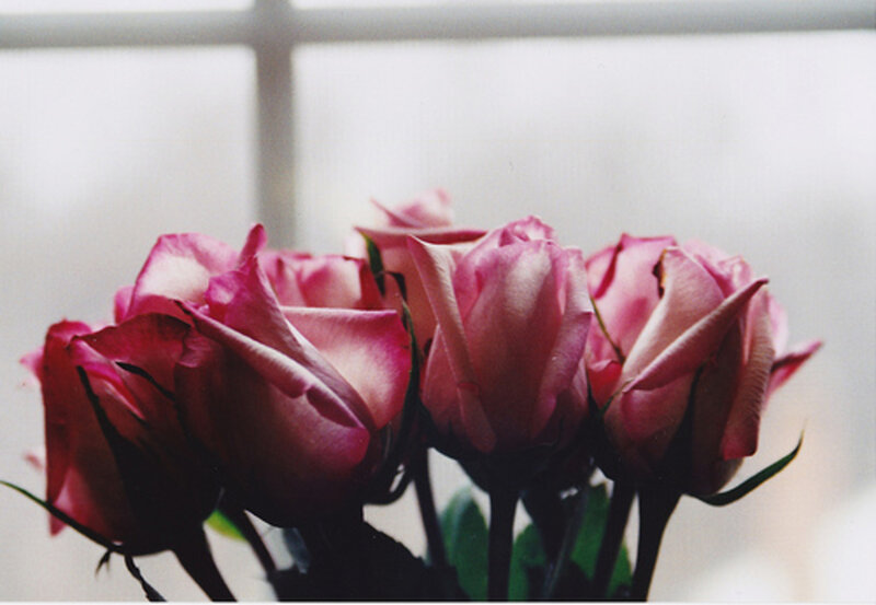 Pink Roses in a Vase — Calm, Photograph, Window