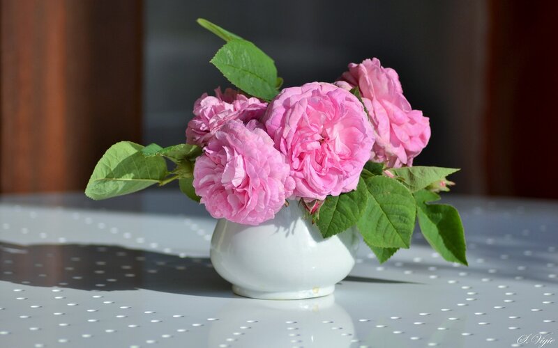 Pink Roses in a Vase — Serene, Afternoon, Photograph