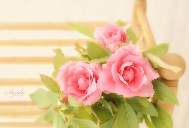 Pink Roses in a Vase — Serene, Morning, Photograph