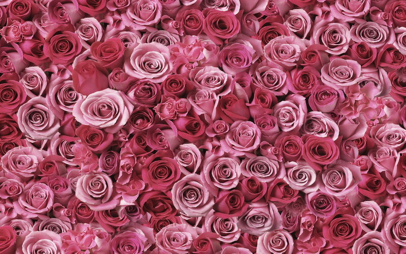 Pink Roses in a Wall