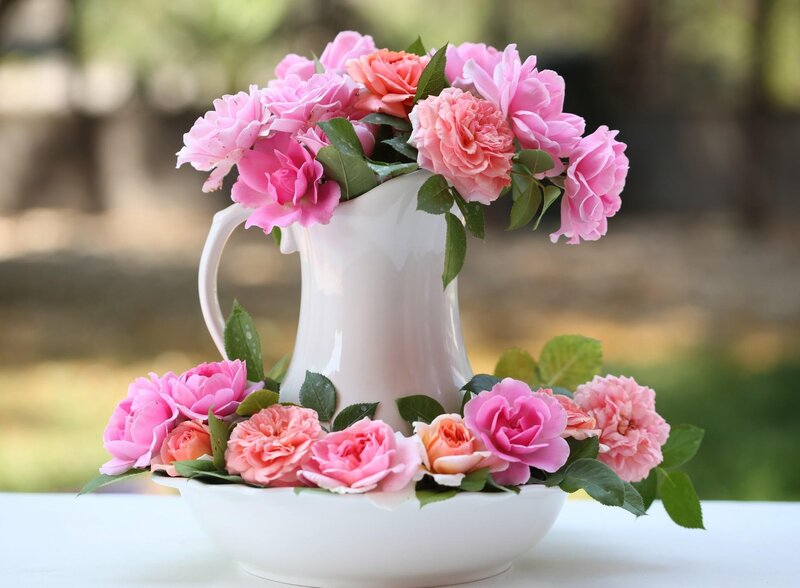 Pink roses in a white pitcher