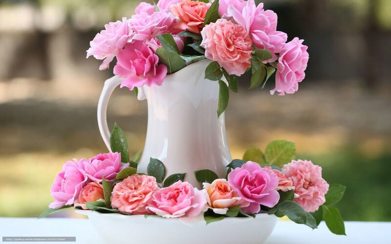 Pink roses in a white pitcher