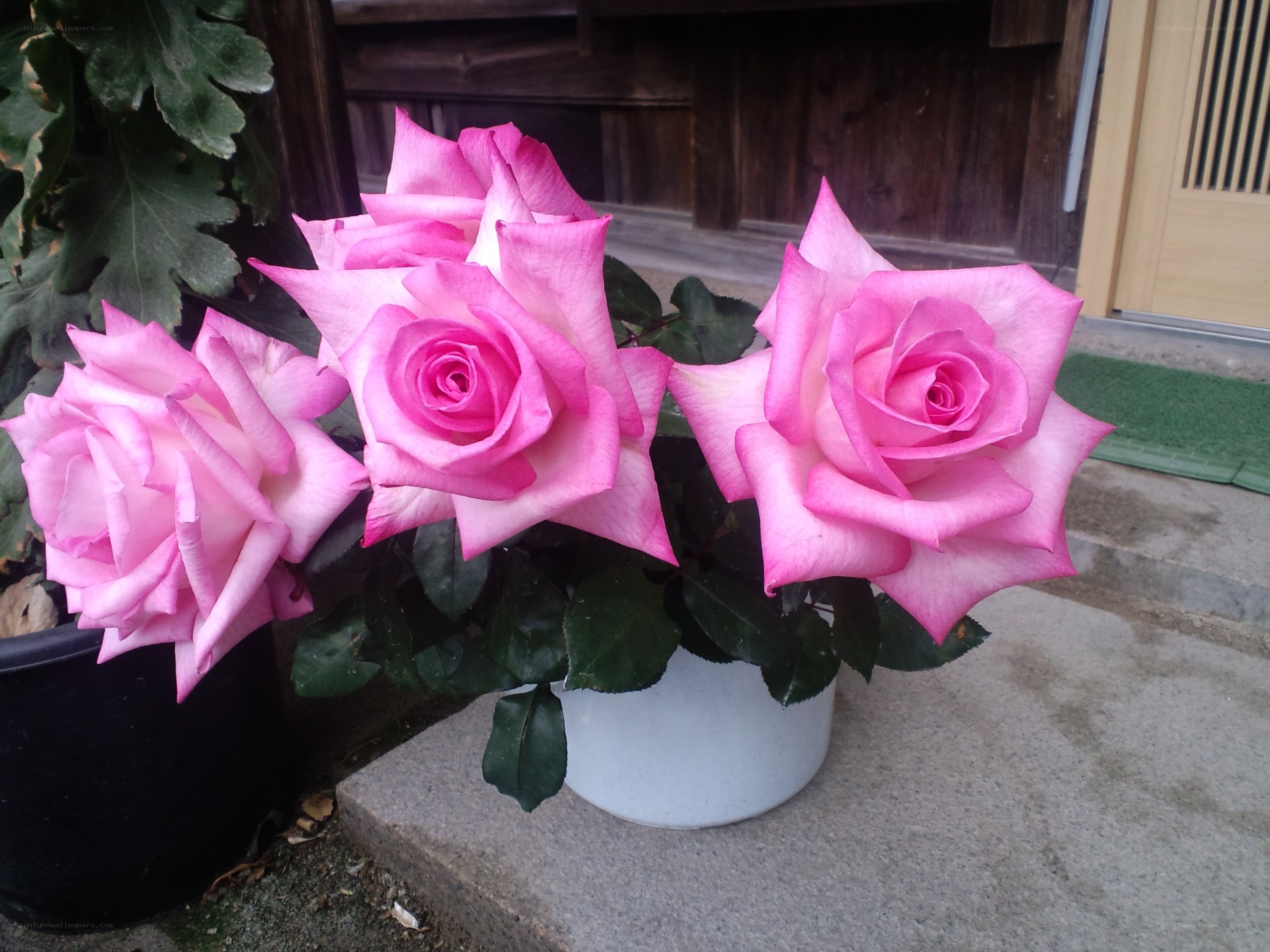 Pink roses in a white pot