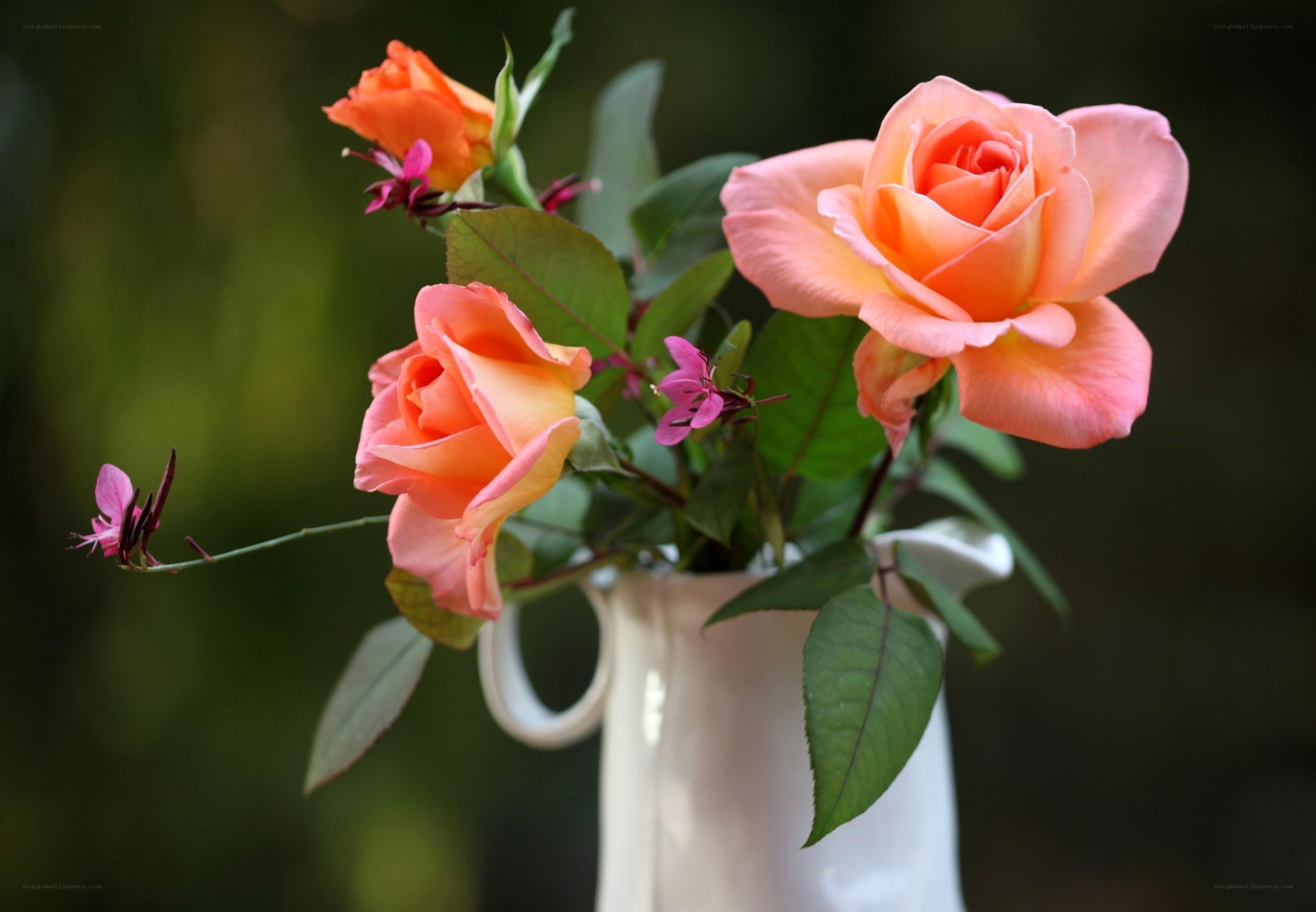 Pink roses in a white vase