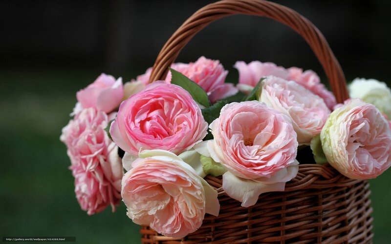 Pink roses in a wicker basket
