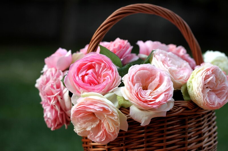 Pink roses in a wicker basket