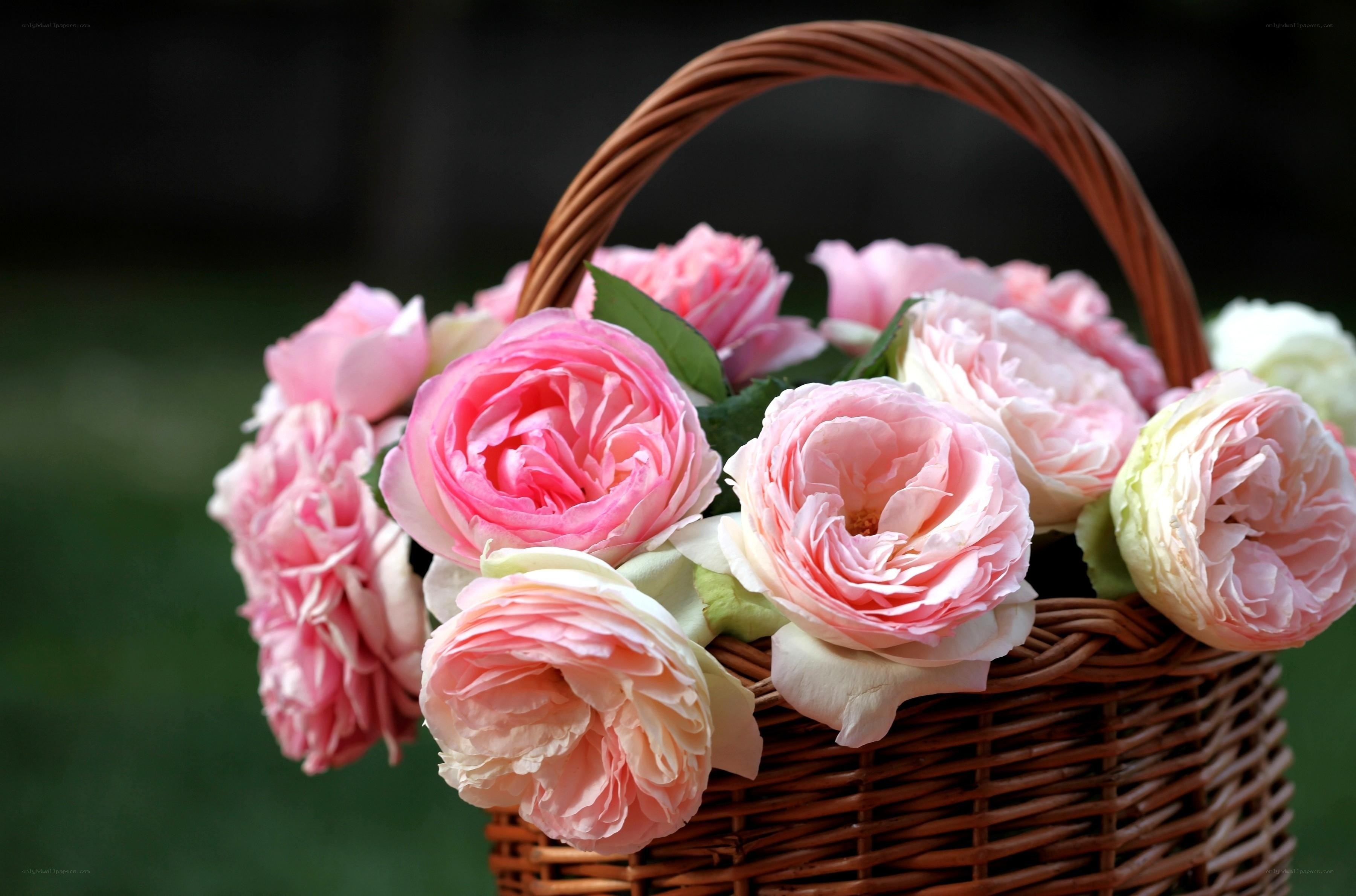Pink roses in a wicker basket