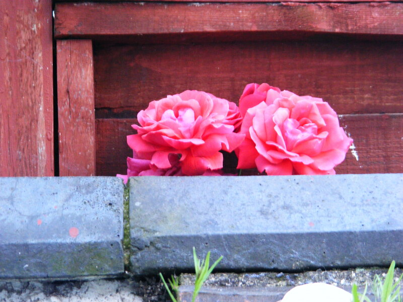 Pink roses in a wooden box