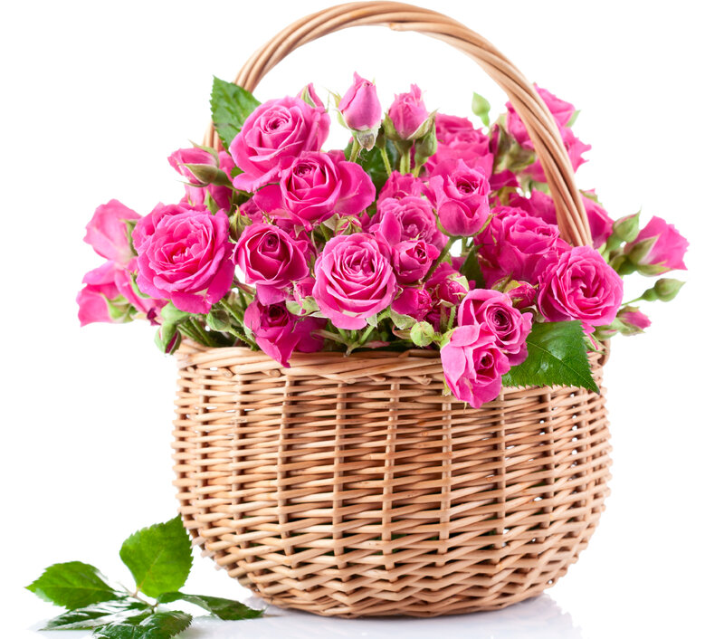 Pink Roses in Basket — Calm, Photograph, Green Leaves