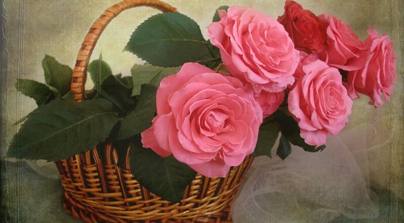 Pink Roses in Basket — Calm, Photograph, Leaves, Fabric