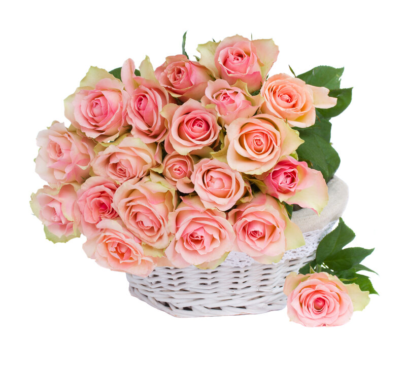 Pink Roses in Basket — Calm, Photograph, Leaves, Rose
