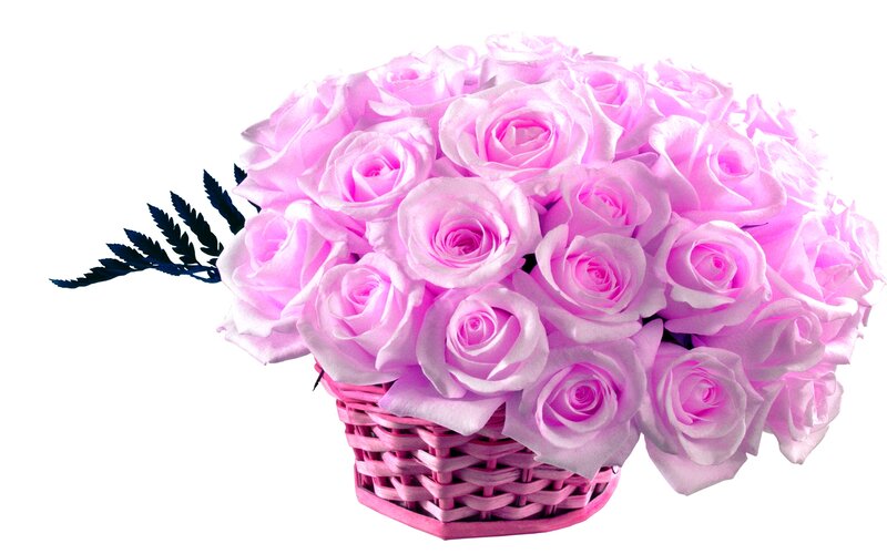 Pink Roses in Basket — Calm, Photograph, Leaves