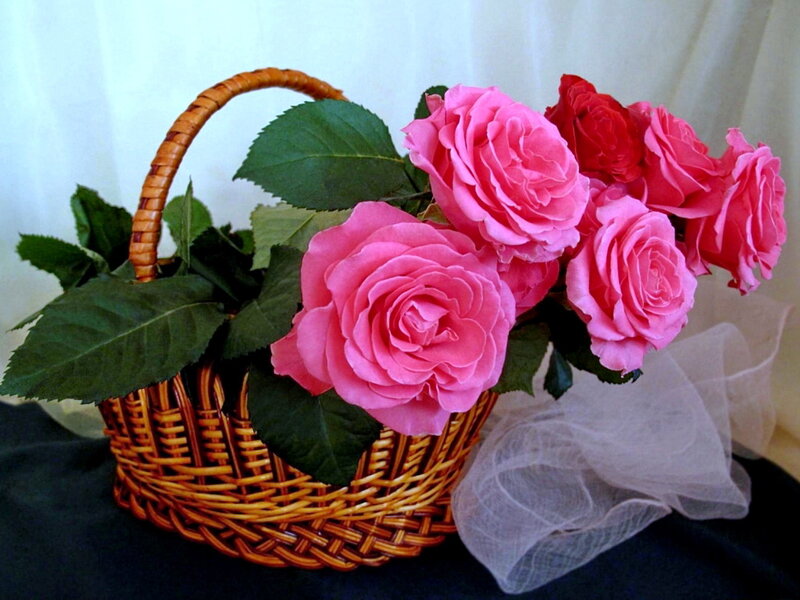 Pink Roses in Basket — Calm, Photograph, Leaves, Tulle
