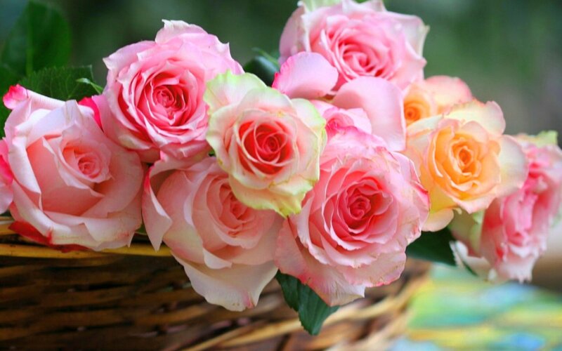 Pink Roses in Basket — Calm, Spring