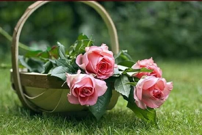 Pink Roses in Basket — Green, Serene