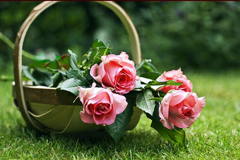 Pink Roses in Basket — Green