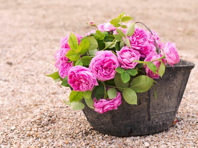 Pink Roses in Basket — Serene, Afternoon, Photograph, Gravel, Leaves