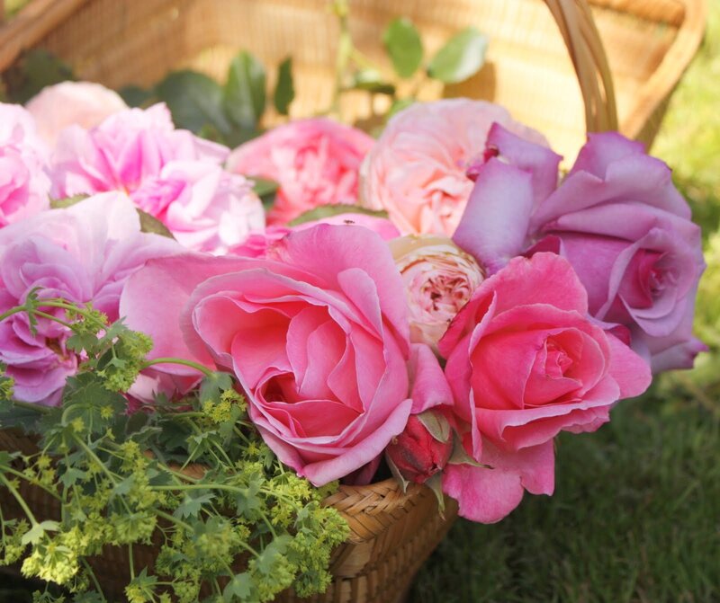 Pink Roses in Basket — Serene, Afternoon, Photograph, Greenery, Grass