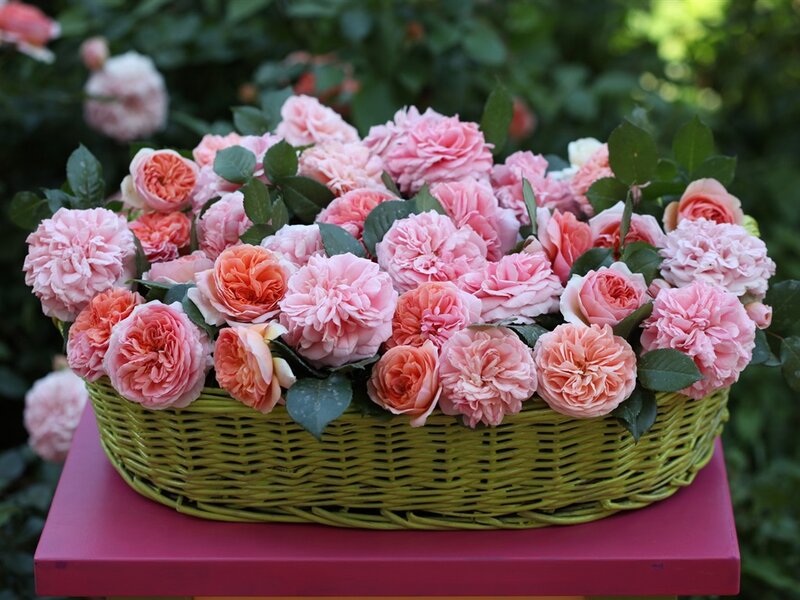 Pink Roses in Basket — Serene, Afternoon, Photograph, Table, Leaves