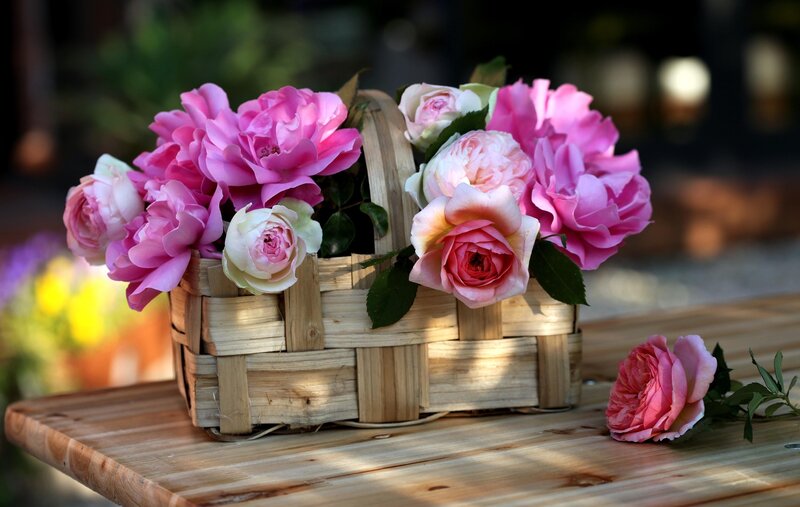 Pink Roses in Basket — Serene, Afternoon, Photograph, Table, Rose