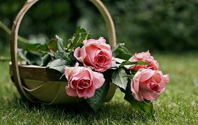 Pink Roses in Basket — Serene, Afternoon