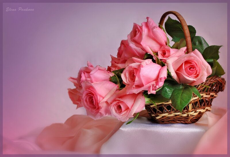 Pink Roses in Basket — Serene, Photograph, Green Leaves
