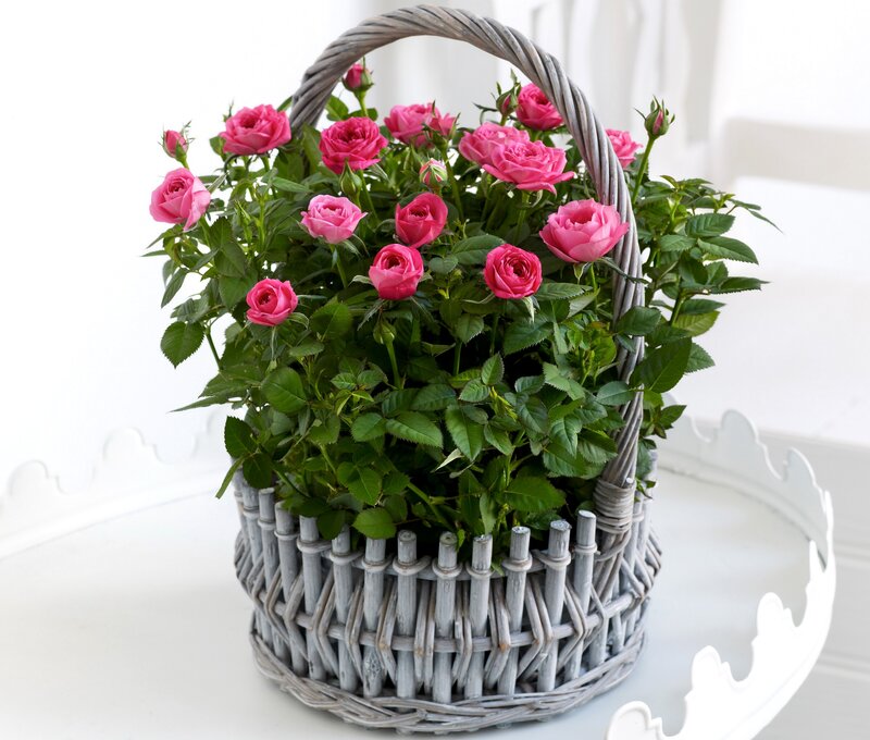 Pink Roses in Basket — Serene, Photograph, Table