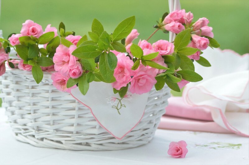 Pink Roses in Basket — Serene, Spring, Photograph