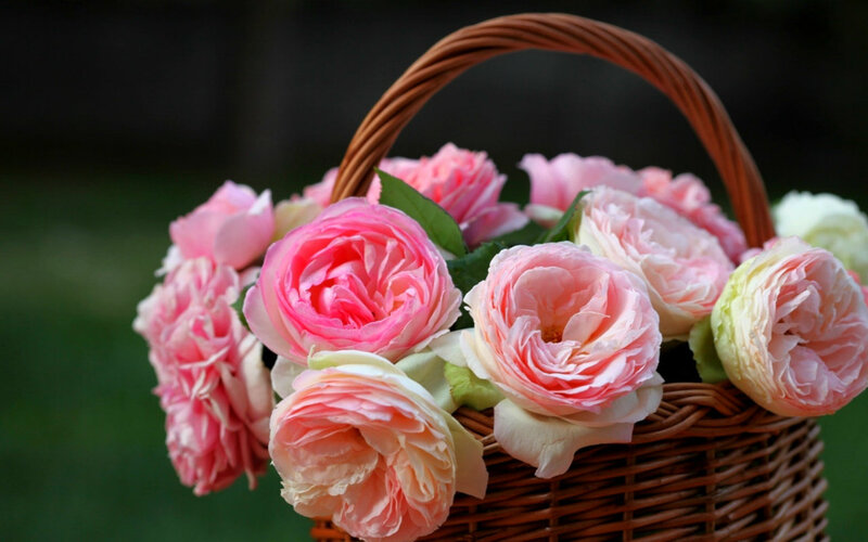 Pink Roses in Basket — Serene, Spring