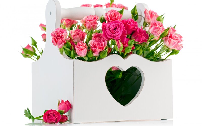 Pink Roses in Basket — White, Calm
