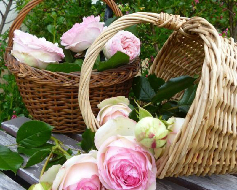 Pink Roses in Baskets