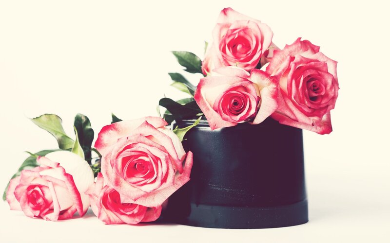 Pink Roses in Black Vase — Calm