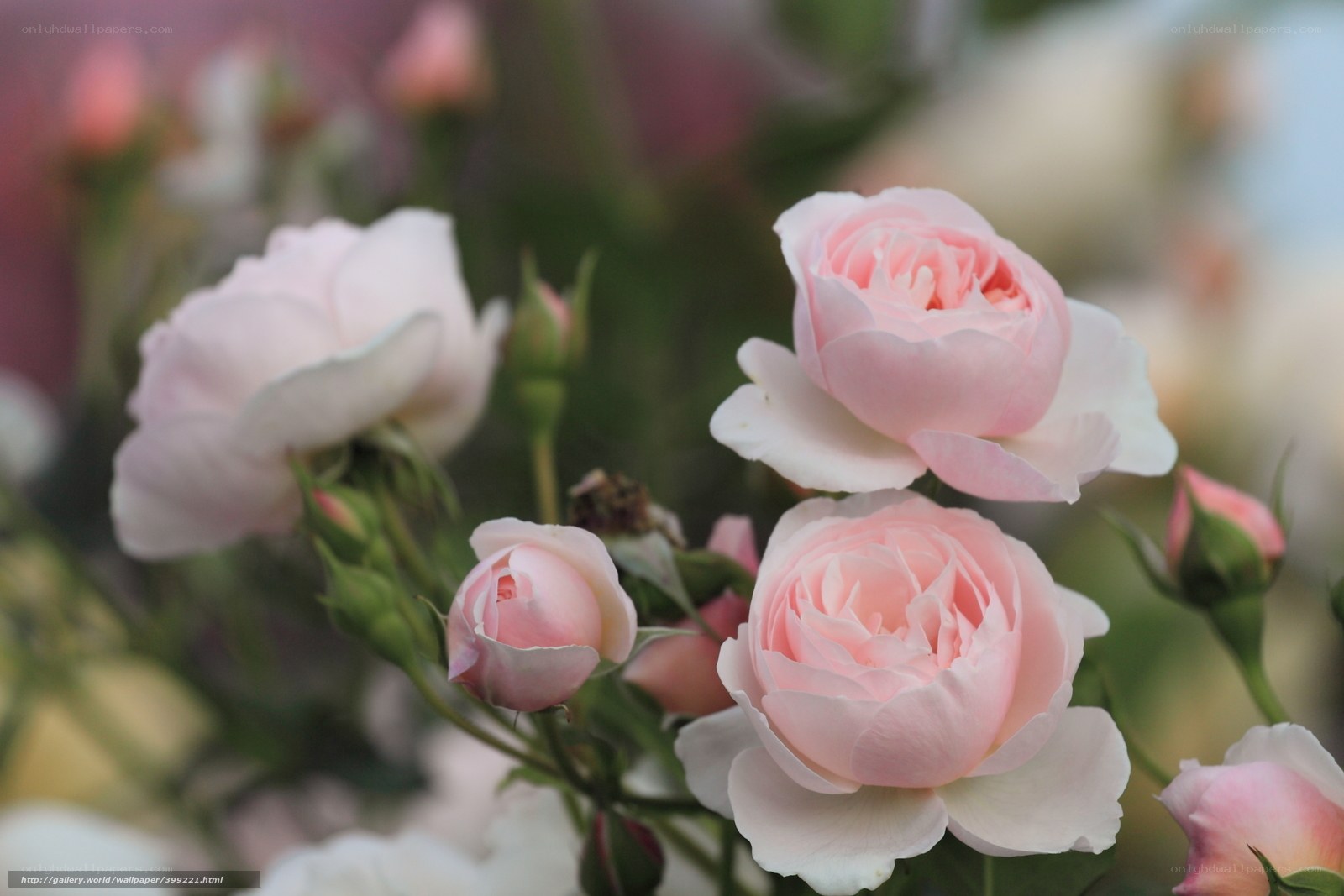 Pink roses in bloom