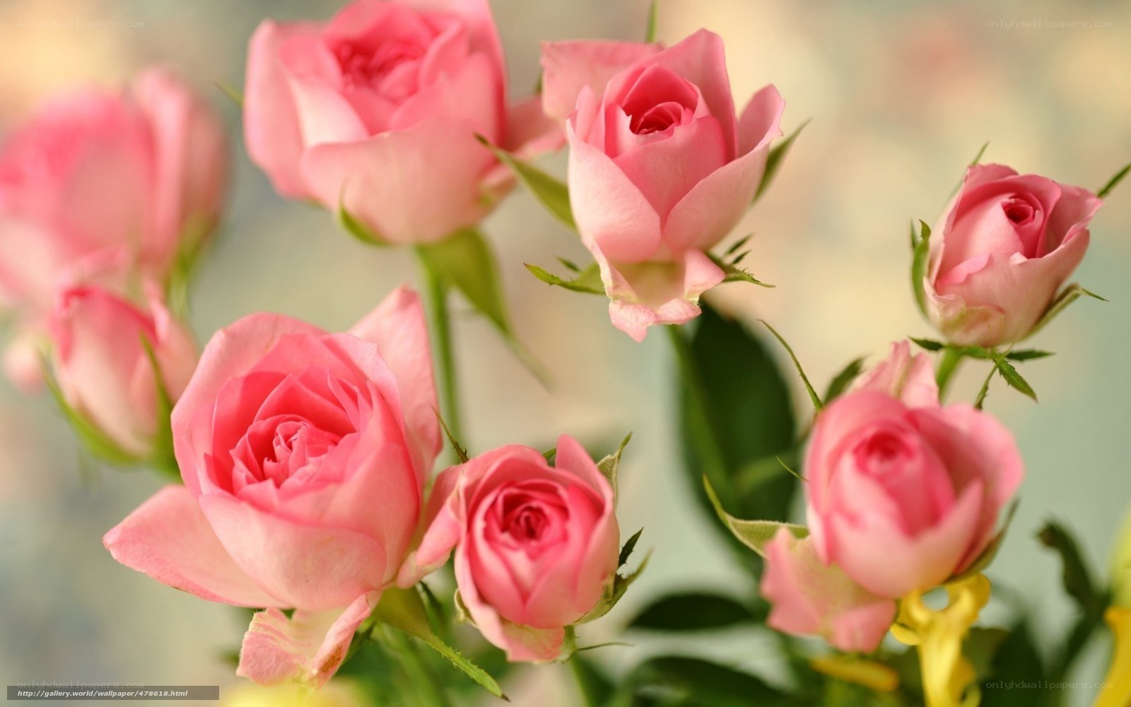 Pink roses in bloom