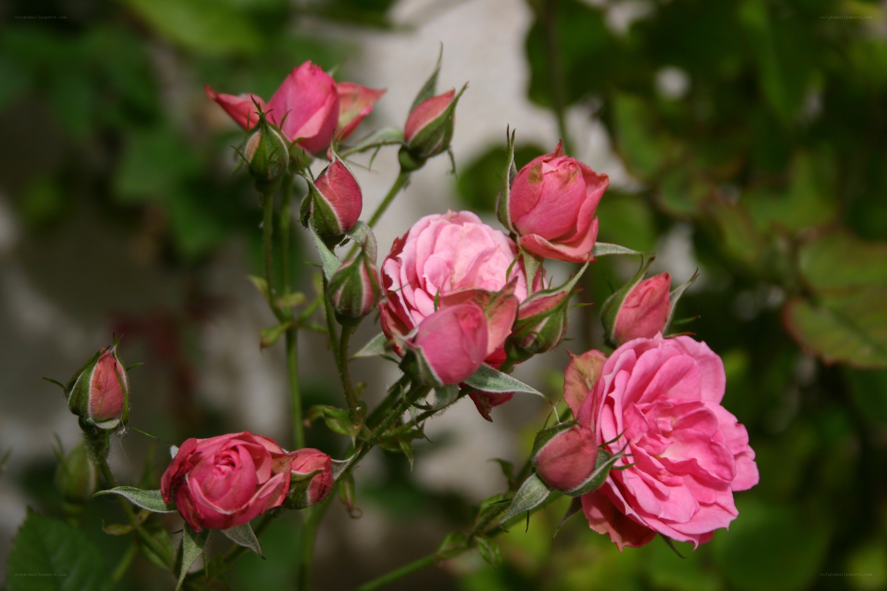 Pink roses in bloom